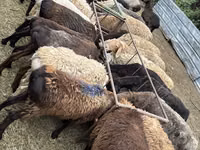 Ram, Sheep — photo 2