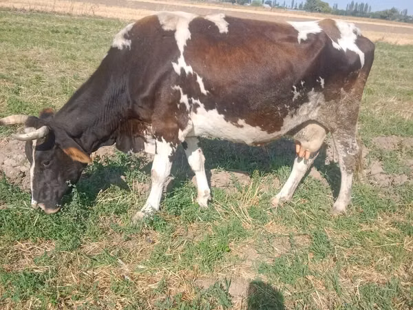 Cow, Russian Black pied cattle — Kyrgyzstan