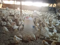 Poultry Feed for 1-4 Weeks Old Chicks — फ़ोटो 4