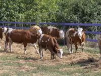 Cow, Holstein breed — photo 4