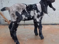 Billy Goat, Nubian Goat — photo 1