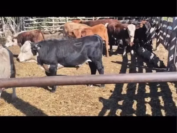 公牛, Cattle — 哈萨克斯坦