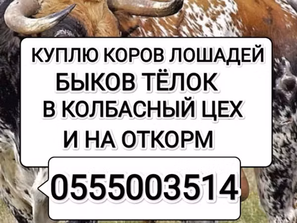 Bull, Cattle — Kyrgyzstan
