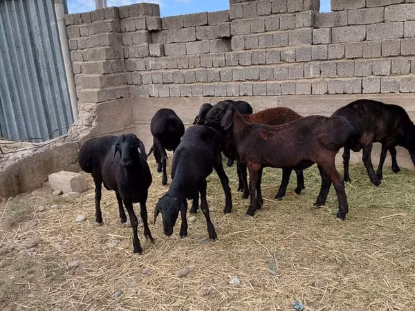 Carnero, Ovejas — Kazajistán