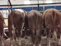 Cattle (batch, sex not specified), Hereford — photo 1