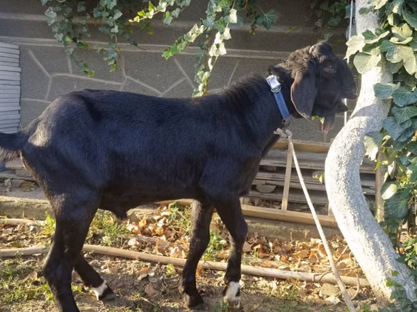 Billy Goat, Nubian Goat — Moldova