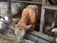 सांड, Simmental cattle — फ़ोटो 5