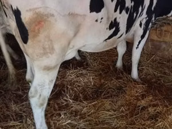 Cow, Russian Black pied cattle — Hungary