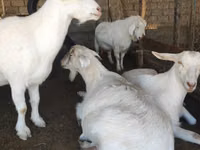 Ямаа, Saanen goat — 3 зураг