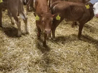 Sığır (parti, cinsiyet belirtilmedi), Simmental cattle — foto 5