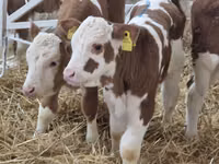 گاو و گوساله (گروه، جنسیت مشخص نشده), Simmental cattle — عکس 1