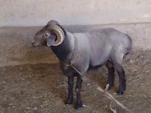 Ram, Sheep — Uzbekistan