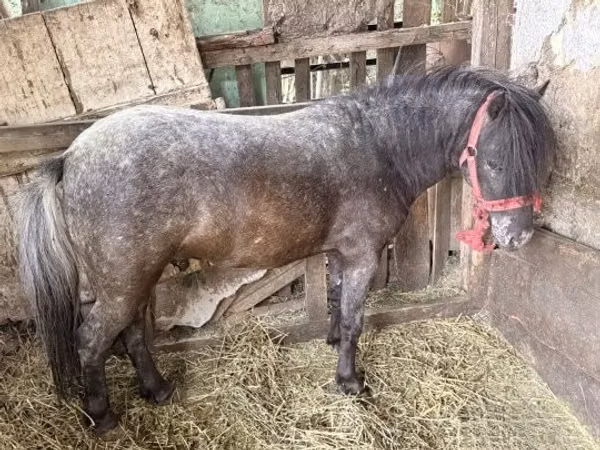 اسب نر, اسب — مجارستان