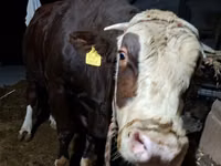 Toro, Bovini — foto 4