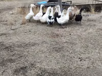 Ducks — عکس 5