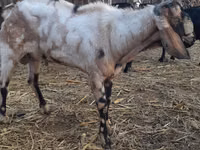 Goat, Nubian Goat — photo 4