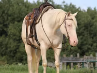 Horse (M), Quarter Horse — photo 6