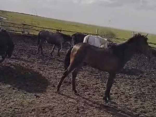 Horse (M), Horses — Kazakhstan