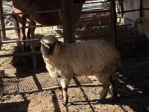 Domba jantan, Sheep