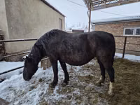 Mare, Horses — photo 5