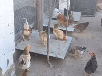 Chickens — عکس 6