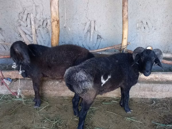 Ram, Sheep — Uzbekistan