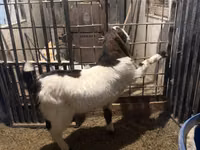 ஆண் வெள்ளாடு, Kamori goats — புகைப்படம் 4