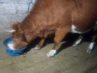 گاو ماده, Latvian Blue cattle — عکس 2