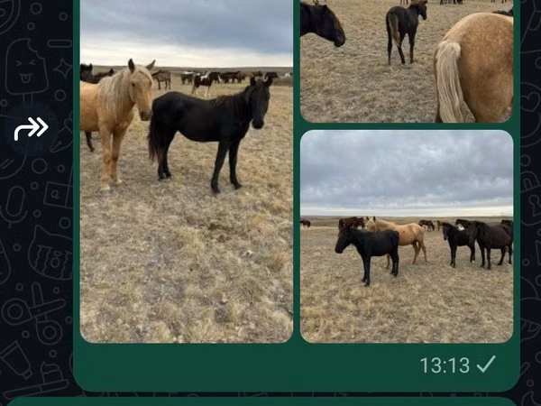 Horse (M), Horses