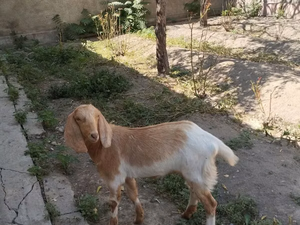 Goat, Beetal goats — Kyrgyzstan