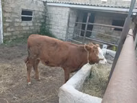 Cow, Simmental cattle — photo 1
