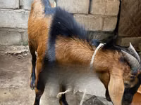 Ямаа (бүлэг, хүйс заагаагүй), Red Sokoto goat — 3 зураг