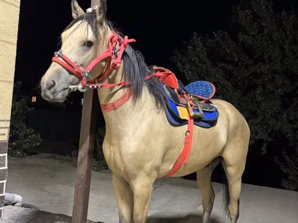 Horse (M), Kazakh horse — Kazakhstan