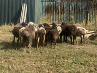 Sheep, Rhon sheep — photo 2