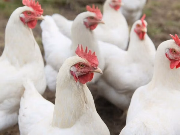 Chickens — Kirgistaan