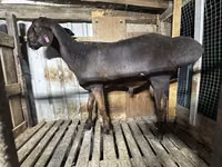 Ram, Sheep — photo 2