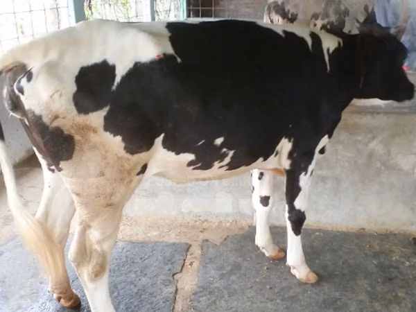 Cow, Russian Black pied cattle — Bangladesh