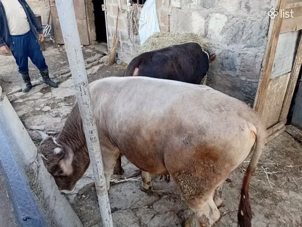 Bou, Bovine — Armenia