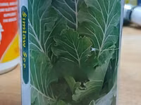 Kale 1000 Headed (Simlaw Seeds) — fotografija 2