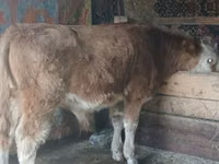 ثور, Simmental cattle — الصورة 4