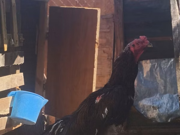 Chickens — 阿塞拜疆