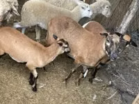 Sheep, Cameroon sheep — photo 3