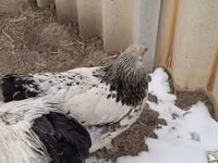 براهما — عکس 4