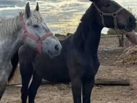 Mare, Nonius horse — photo 2