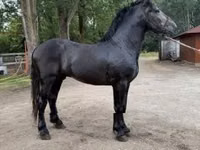 Horse (M), Friesian — photo 2