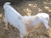 Billy Goat, Nubian Goat — photo 3