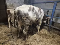 Boğa, Russian Black pied cattle — foto 3
