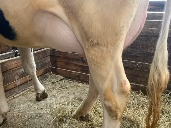 Cow, Holstein breed — Armenia