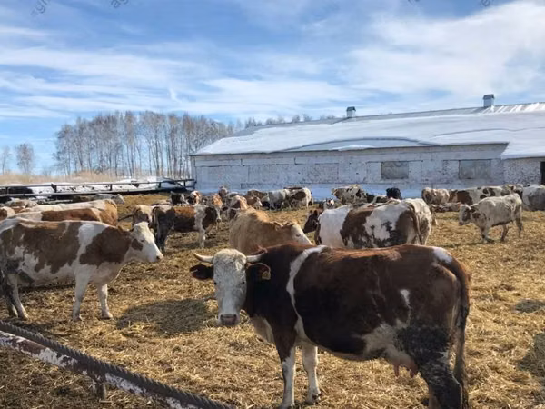 Cow, Holstein breed — Russia
