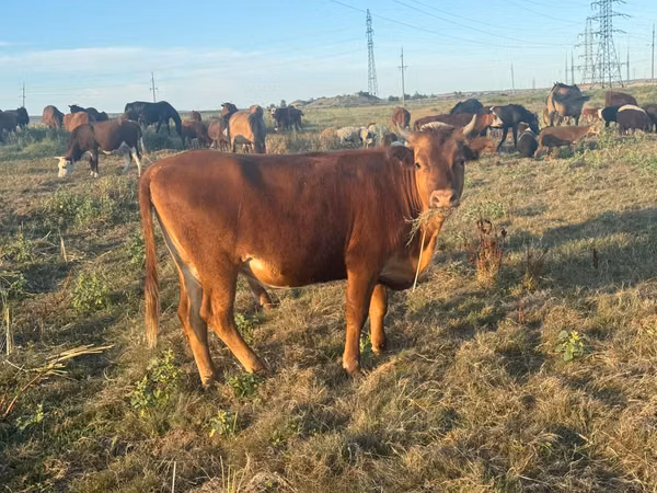 Vache, Bovins — Kazakhstan